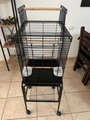 זוג קוקוטיילים בני 7 חודשים