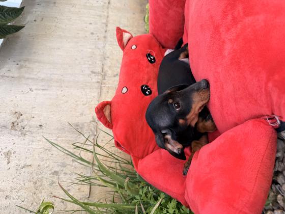 גור תחש בן חודשיים מחוסן