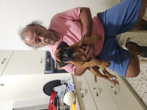 גורות בוקסר