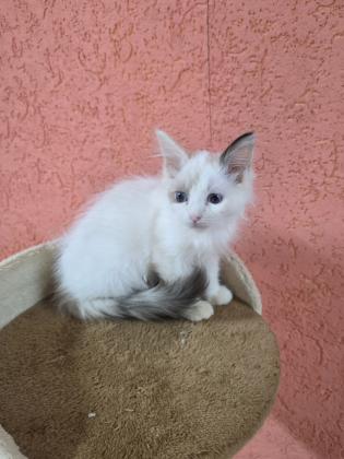 גורה רגדול אחרונה בת חודשיים