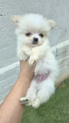 שני גורים ציוואוואה קטנים ופרוותיים