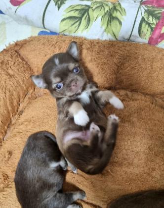 גור צ'יוואווה זכר בצבע שוקולד,