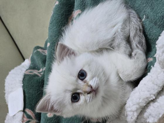 גורי חתולים בניי חודשיים מגזע