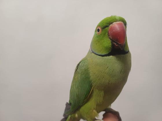 תוכי דררה לא נושך האכלת יד עם כתר בצוואר