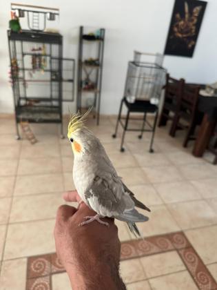 זוג קוקוטיילים בני 7 חודשים