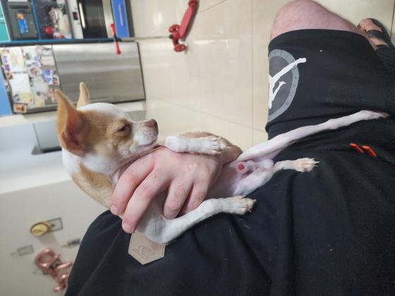 מיילו זכר בן 7 חודשים