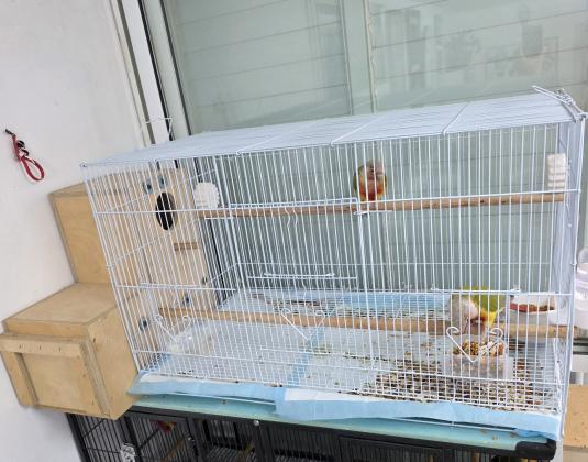 זוג גרינצ'יקים אננס רד פייס