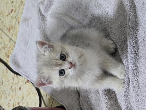 גורי חתולים בניי חודשיים מגזע