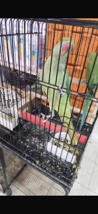 דררה האכלת יד(מאולפת) בן 3