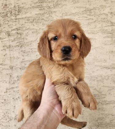 גורי גולדן רטריבר מהממים לאחר