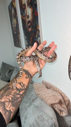 כרכן תירס מושלם! רגוע רגיל לידיים