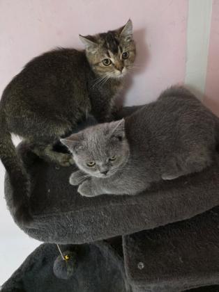 גורים סרוטי בני 4 חודש