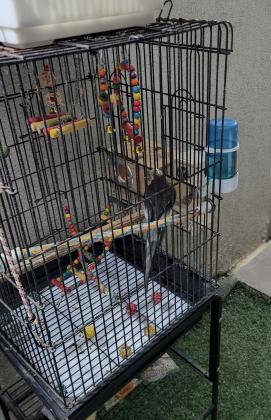 תוכי קוקטייל עם כלוב גדול מאובזר