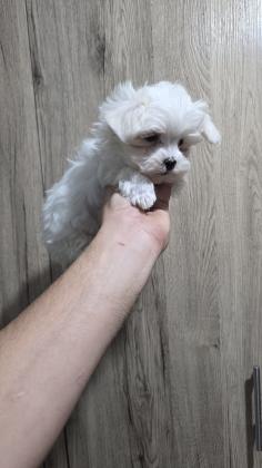 גורי מלטז מהממים לאחר חיסון