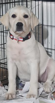 גורת לברדור גזעית בת 3