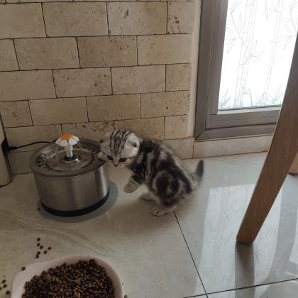 גורים סקוטי פולד מרגלים לאוכל