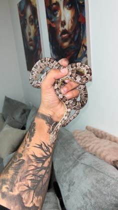 כרכן תירס מושלם! רגוע רגיל לידיים