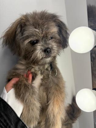 גור בן 5 חודשים עבר