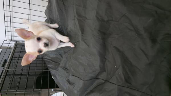 שני גורים ציוואוואה ננסי יפייפיים