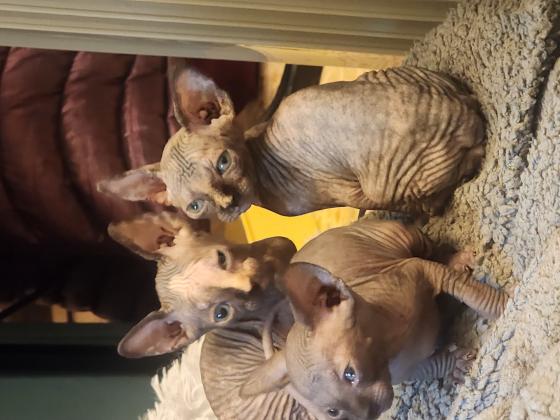 חתולים ספינקס בני חודש מיוחדים