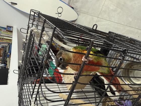 קוניור גרין צ’יק האכלת יד