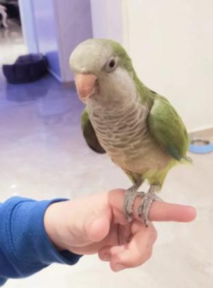 תוכי קווקאר האכלת יד סקרן וחכם לא נושך