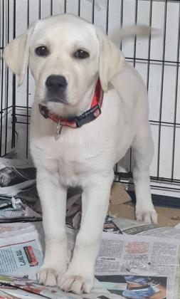 גורת לברדור גזעית בת 3