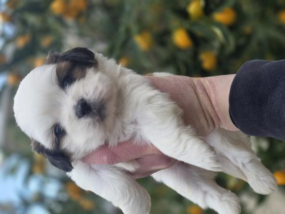 גורי שיצו מהממים ברמה הכי