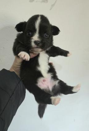 3 זכרים מתוקים ברמות שניים