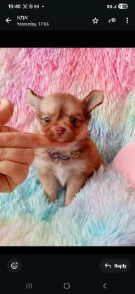 Длинношерстные мальчики чихуахуа ищут но...