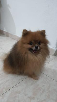 זכר יפיוף ומנוסה מחפש זיווג