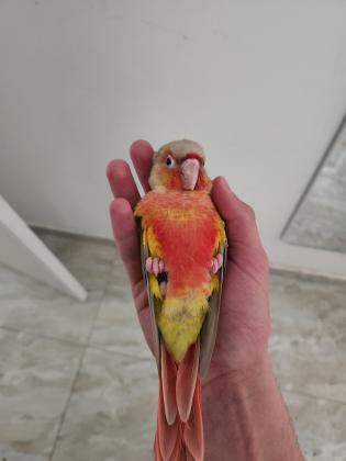 זוג גרינצ'יקים אננס רד פייס