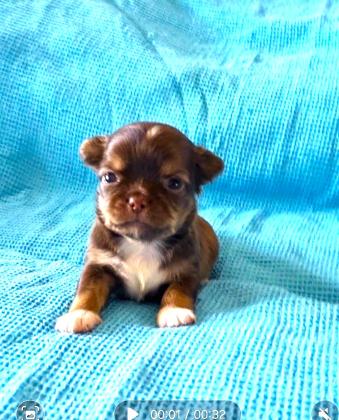 גור ציוואווה ארוך שיער שוקולד (זכר)