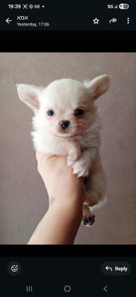 Длинношерстные мальчики чихуахуа ищут но...