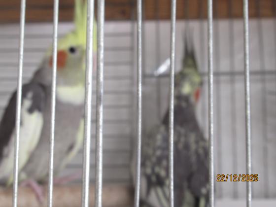 ברשותי 3 קוקטיילים זכר לטינו ו3 נקבות