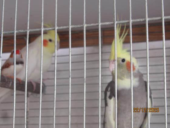 ברשותי 3 קוקטיילים זכר לטינו ו3 נקבות