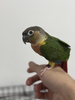 קוניור גרין צ’יק האכלת יד