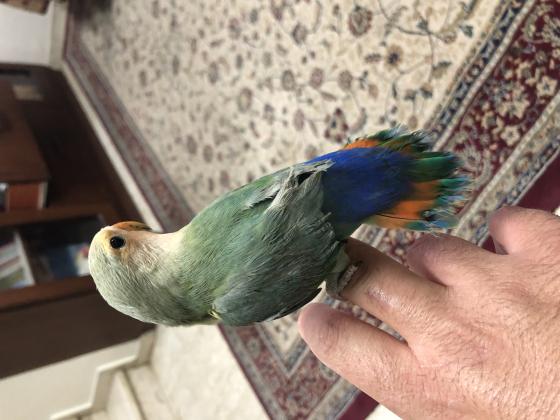 פרסונטה האכלת יד עולה על