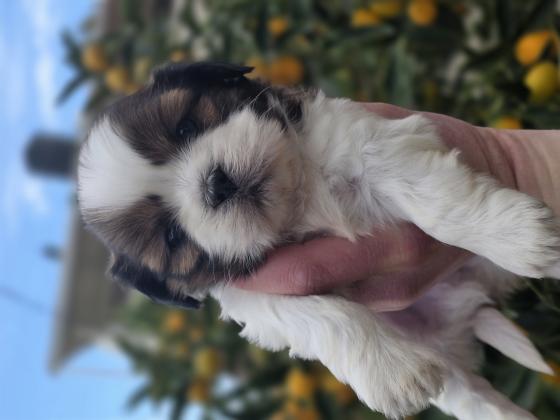 גורי שיצו מהממים ברמה הכי