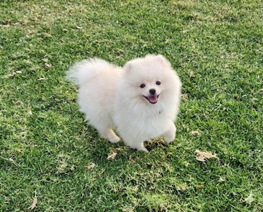 גורה יפה בת 3 חודשים,