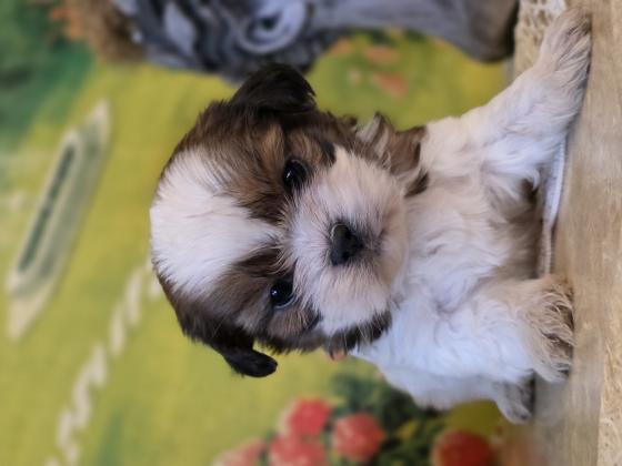 גורי שיצו מהממים יהיו מוכנים