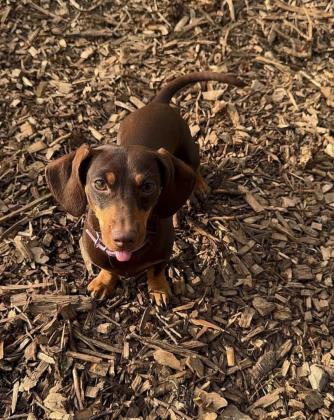 לאה היא פודל מקסימה בת