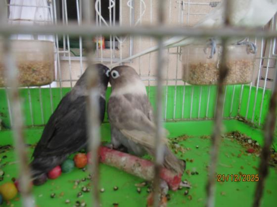 ברשותי פישרים במוטציות נדירות שני