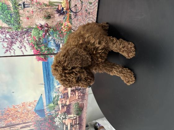 גורי פודל טוי מהממים אחרי