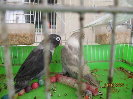 ברשותי פישרים במוטציות נדירות שני