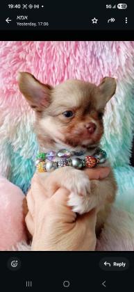 Длинношерстные мальчики чихуахуа ищут но...