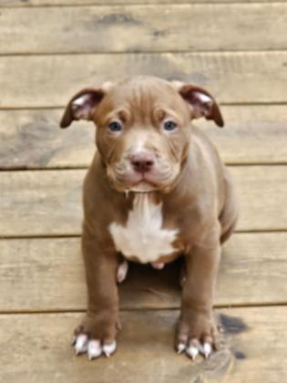 גור פיטבול כמעט בן חודשיים