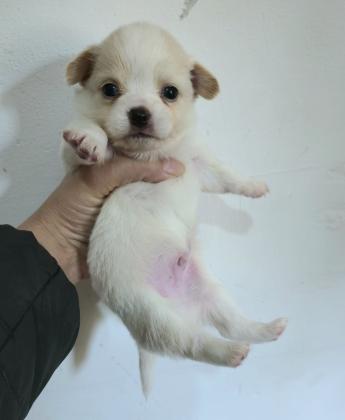 3 זכרים מתוקים ברמות שניים