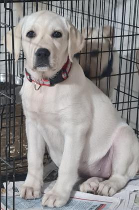 גורת לברדור גזעית בת 3