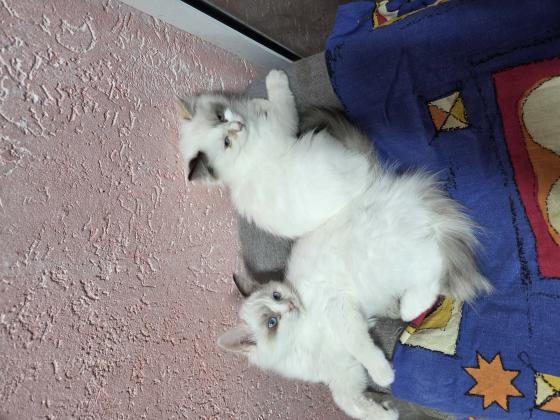 2 גורות רגדול בגיל 2